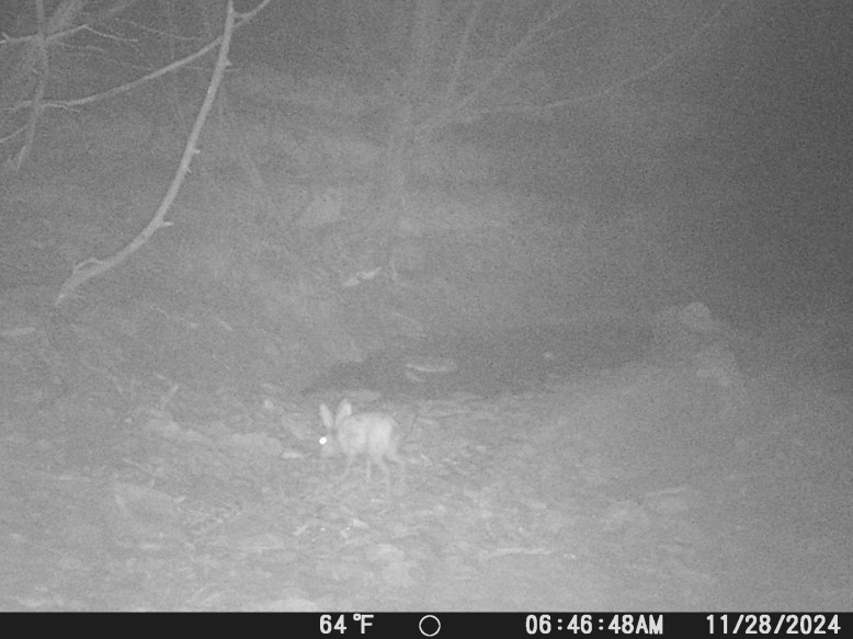 Black Tailed Jackrabbit Black Tailed Jackrabbit